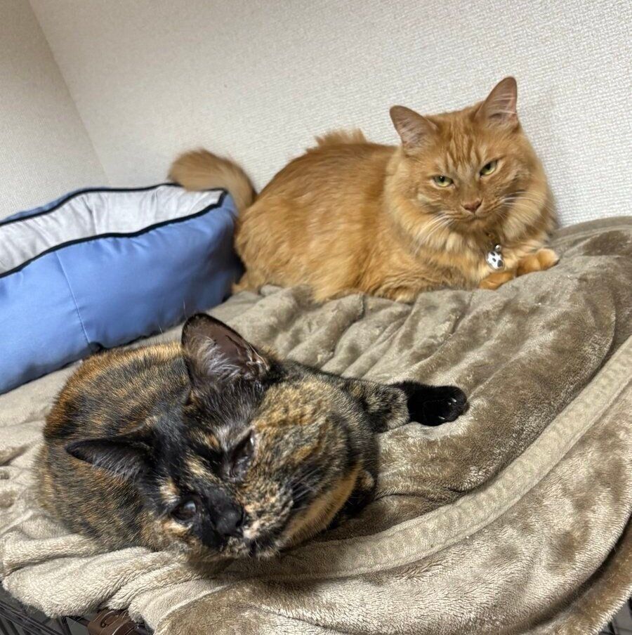 同居猫とくつろぐ小梅ちゃん