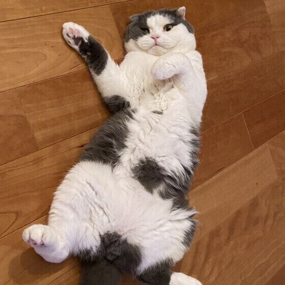 リラックスしているスコティッシュフォールド