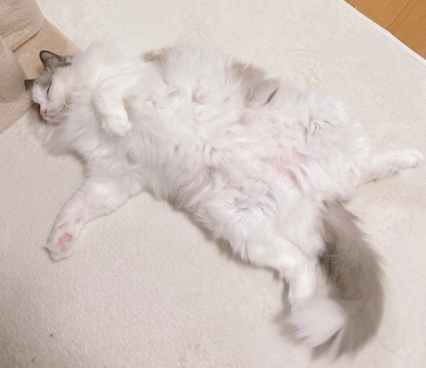 無防備な格好で眠るわたあめくん