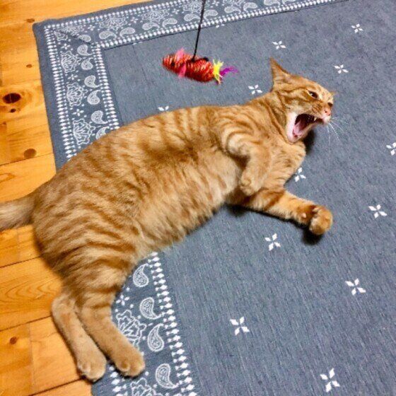 じゃらしに飽きた猫