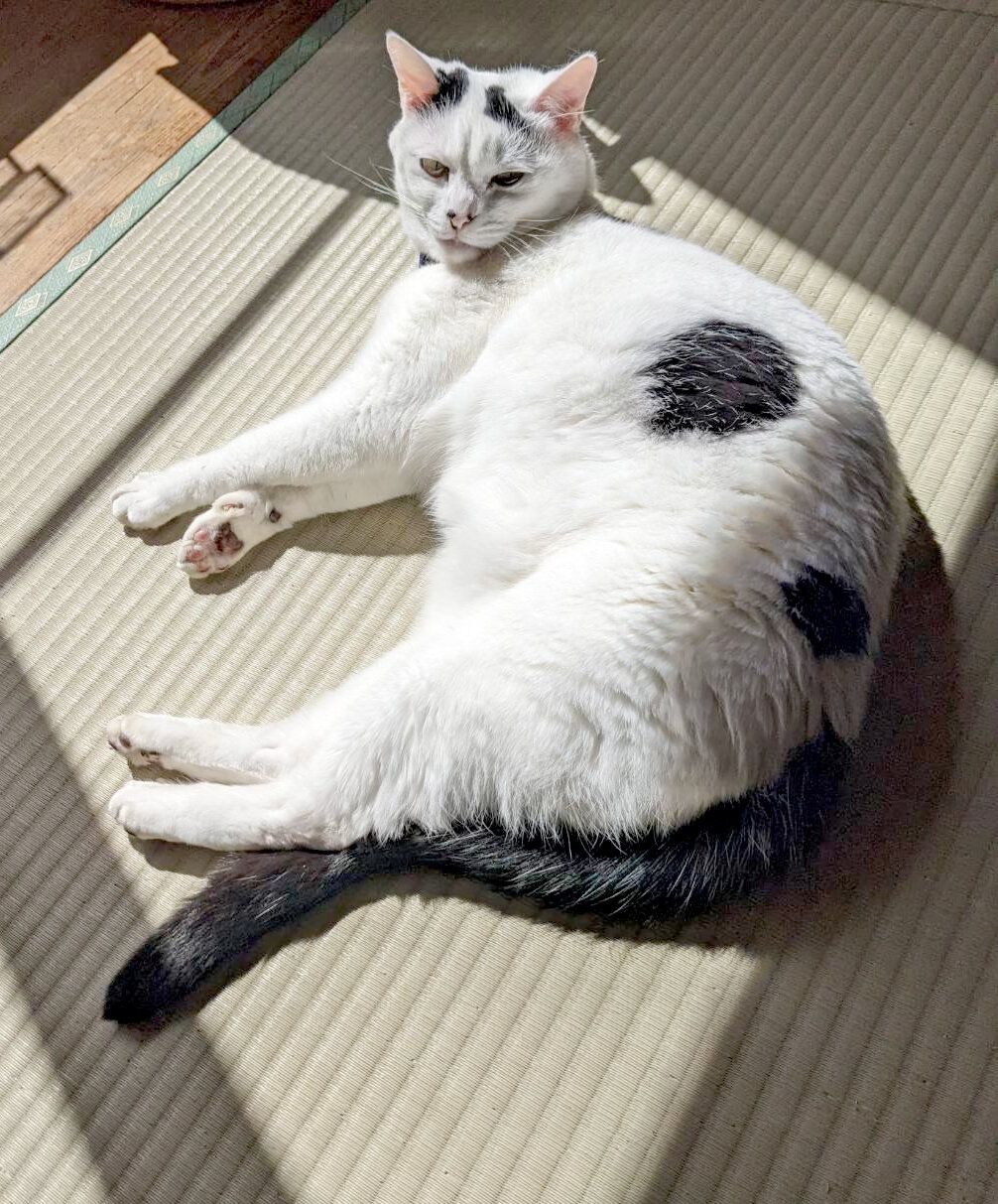 くつろいでいる猫