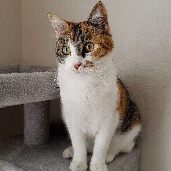 オスワリする猫