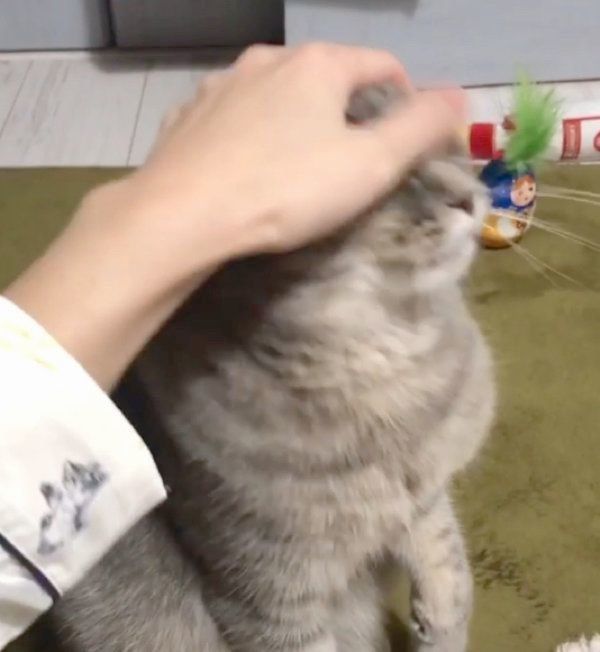 ナデナデしてもらうあぽろくん