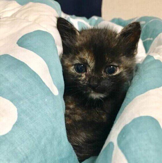 布団に挟まるサビ