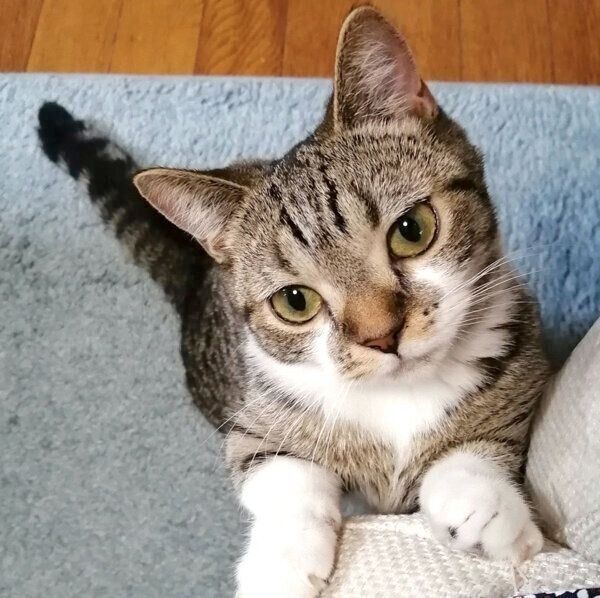 見つめるもかちゃん