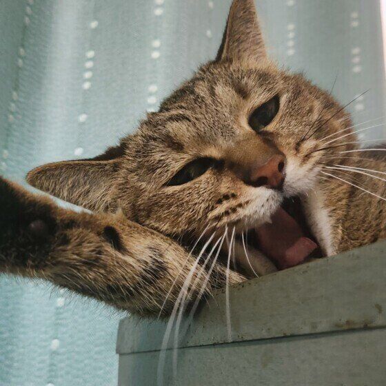 Mix（キジトラ）のランちゃん♪