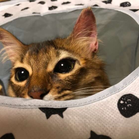 見つめるソマリ