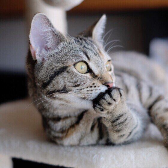 口に手を当てるスコティッシュフォールド