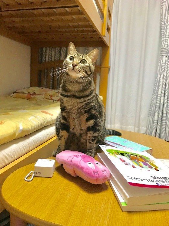 一点を見つめる猫