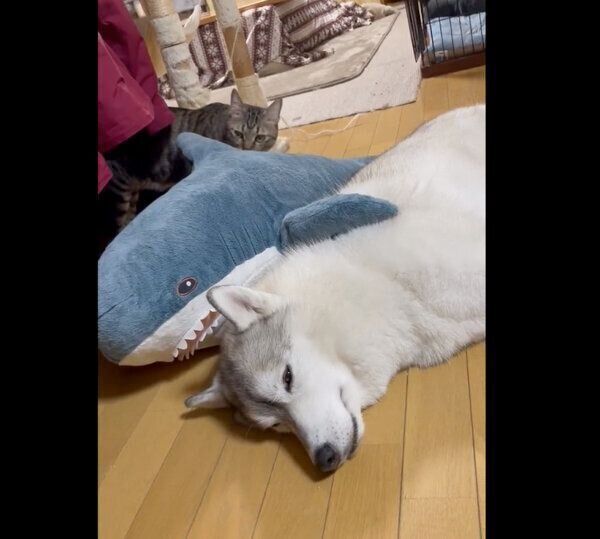 ユキちゃんがサメのぬいぐるみと添い寝することを許さないサンくん