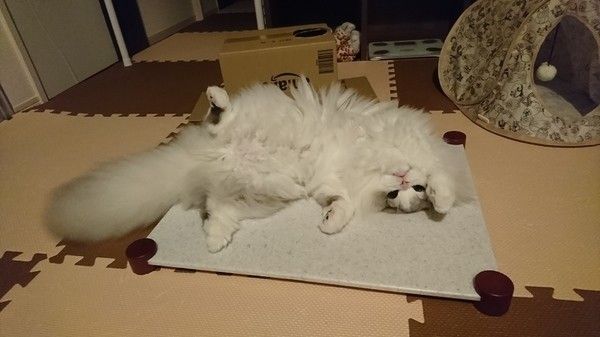 ロングスコティッシュフォールドのノルくん♪