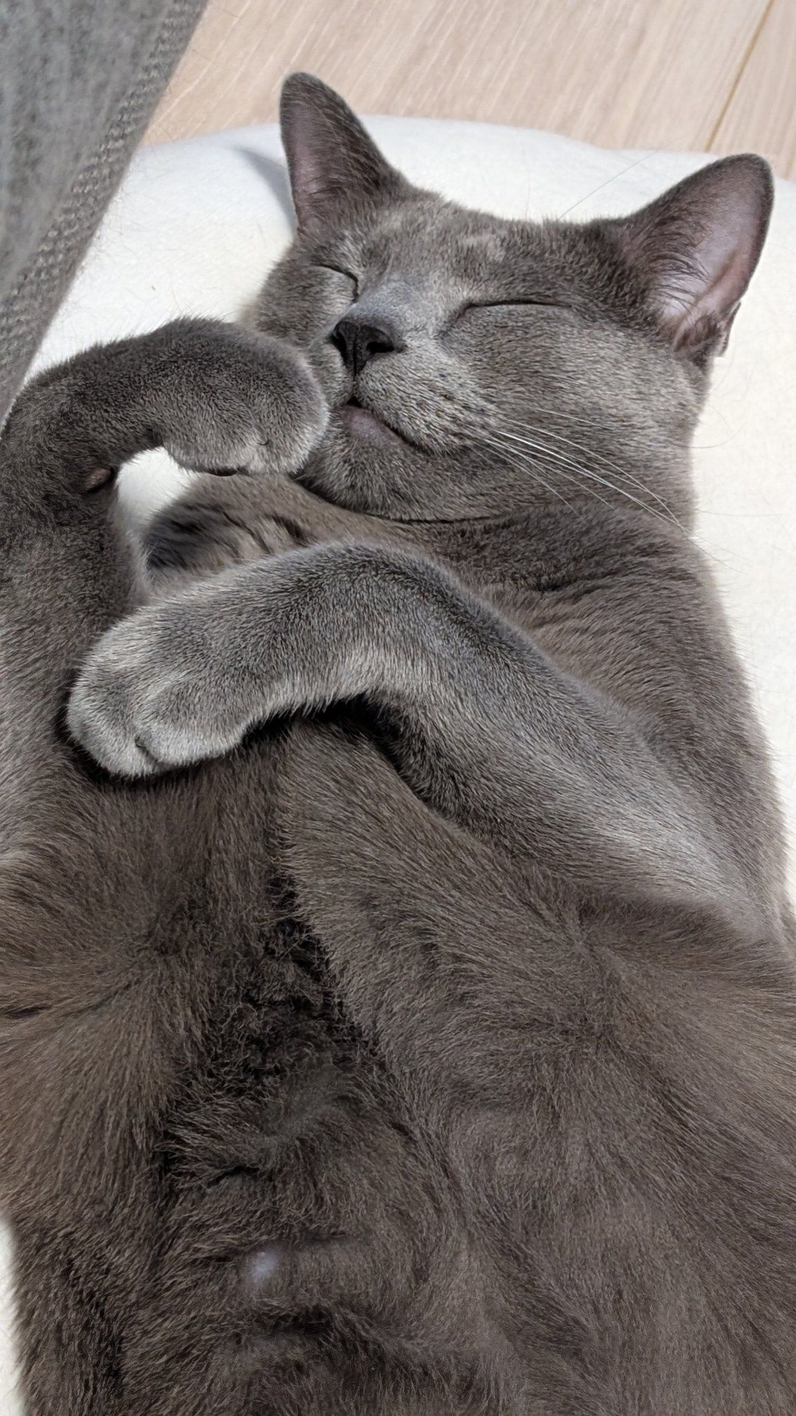 寝ているロシアンブルー