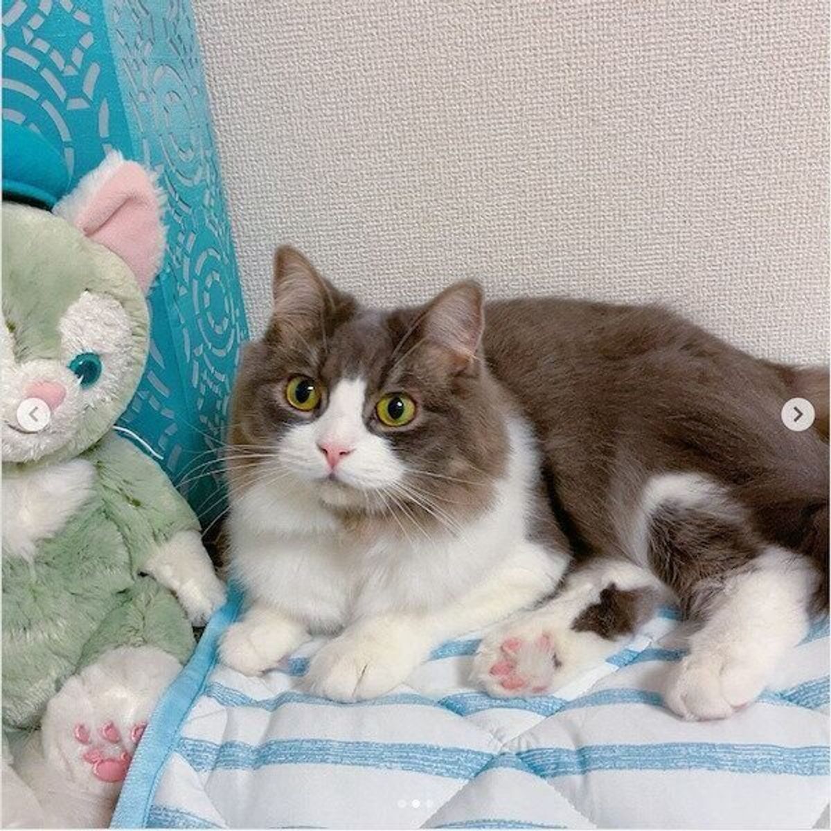 猫も人も快適に過ごせる お ねだん以上 のニトリ猫グッズ3選 ねこのきもちweb Magazine 猫も人も快適に過ごせる お ねだん以上 のニトリ猫グッズ3選 ねこのきもちweb Magazine