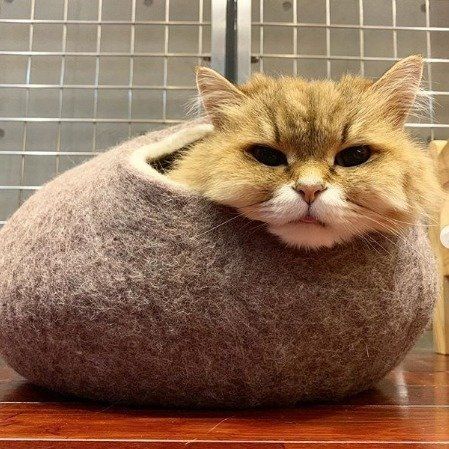 羊毛ベッドにすっぽりおさまるマリィちゃん