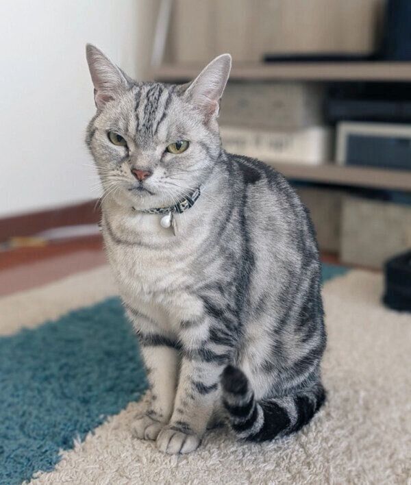 見つめるベルちゃん