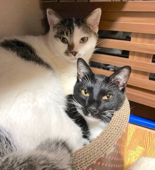 寄り添うくろすけちゃんとごましおちゃん