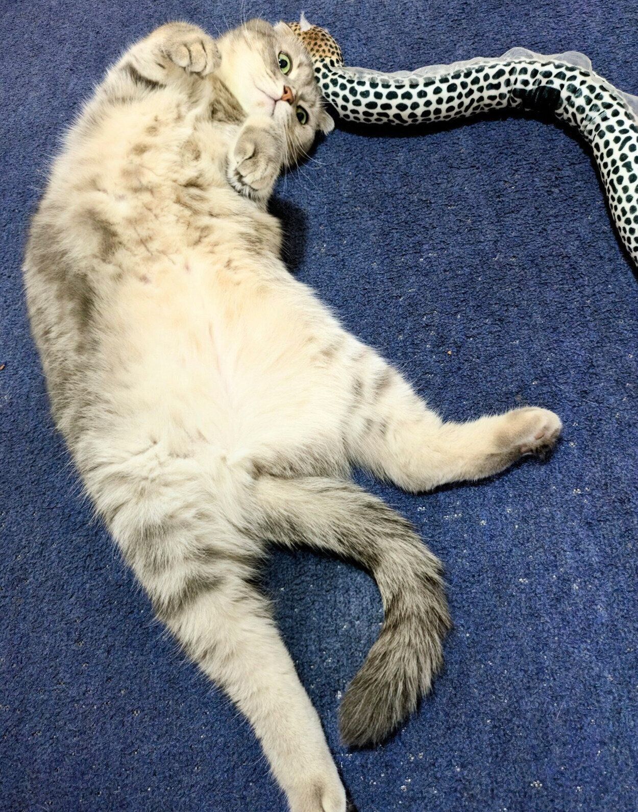 ヘソ天するまんぼうくん