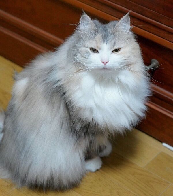 コームを見て嫌そうな顔をするシルキーさん