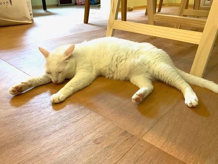 白猫のノンちゃん