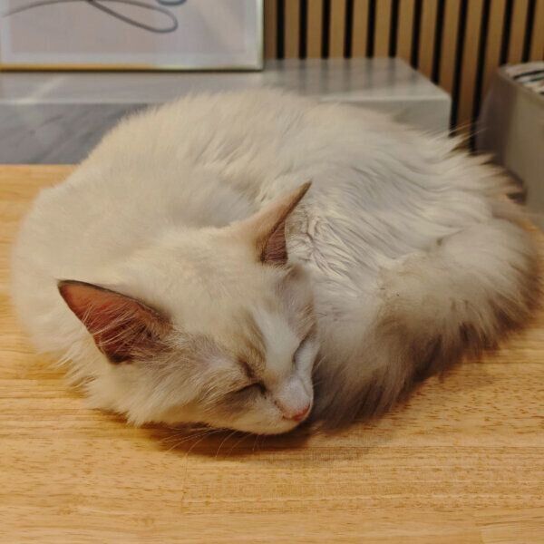お迎え2日目のルーシーちゃん