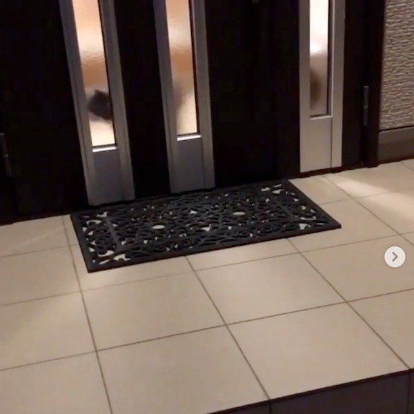 ワンコをお迎えするブリティッシュショートヘア