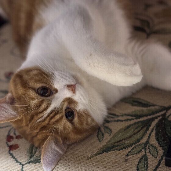 スコティッシュフォールドのあずきくん