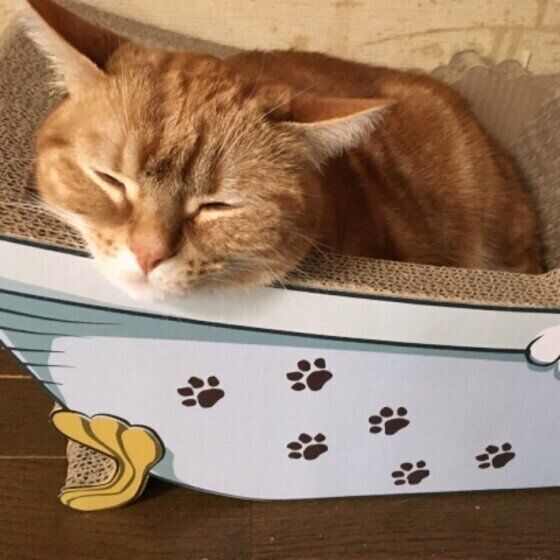 アメリカンショートヘアの日向ちゃん