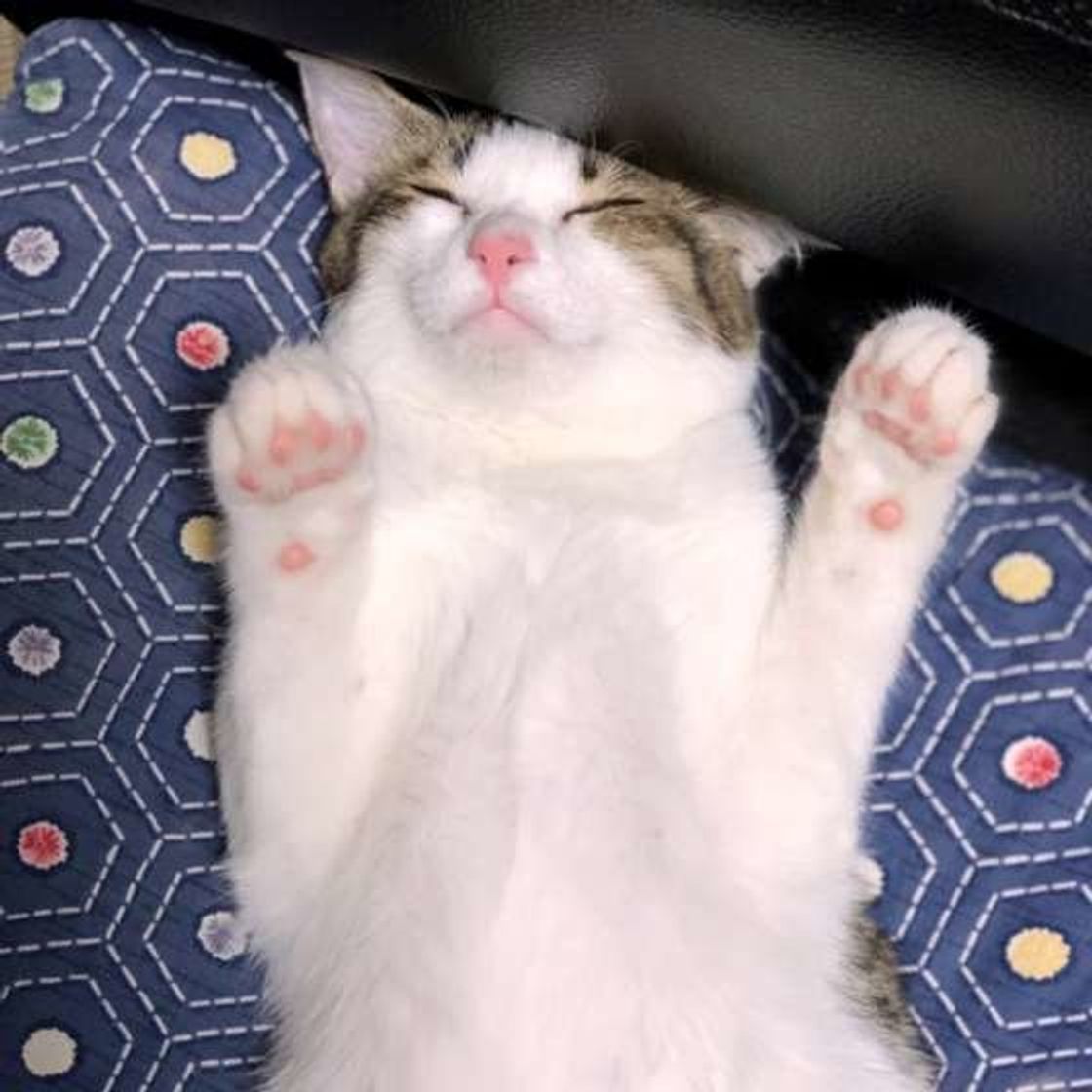 猫飼いさんがよくやる 猫吸い 基礎知識 やりすぎは病気のリスクも ねこのきもちweb Magazine 猫飼いさんがよくやる 猫吸い 基礎知識 やりすぎは病気のリスクも ねこのきもちweb Magazine