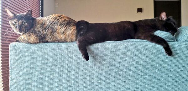 まったりするゆずちゃん、梓ちゃん