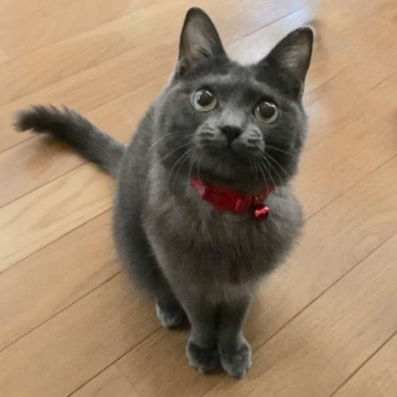 上を見上げる猫