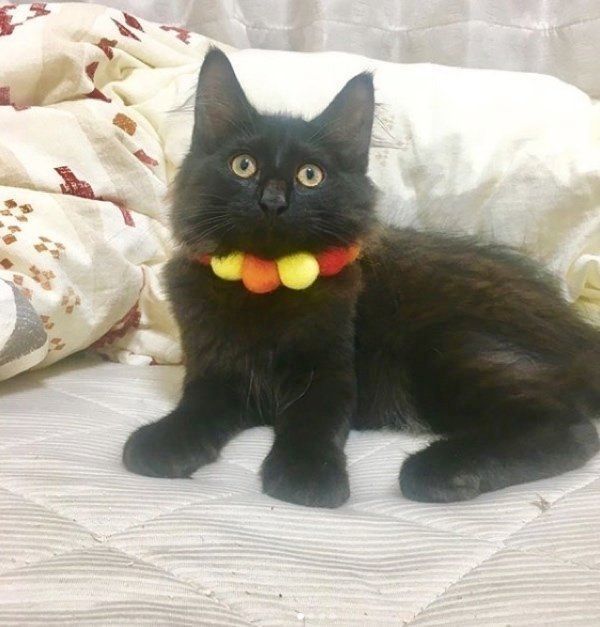 首輪をつけるノルウェージャンフォレストキャット