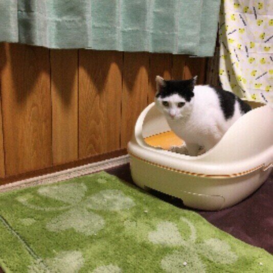 トイレに入る猫