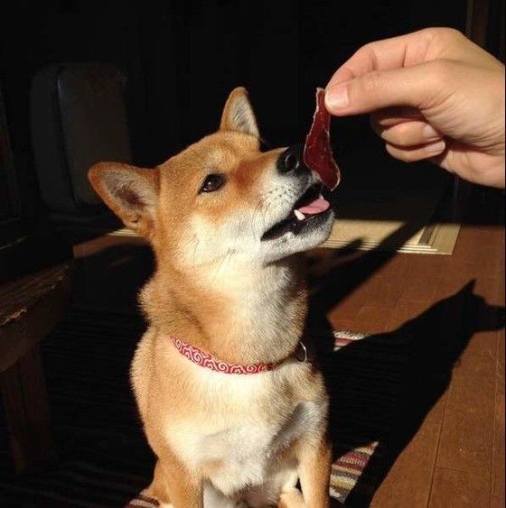 おやつを食べる柴犬