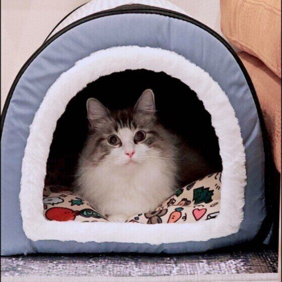 あたたまるラグドールのももちゃん