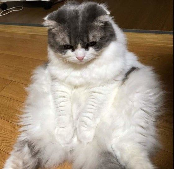 座るスコティッシュフォールド