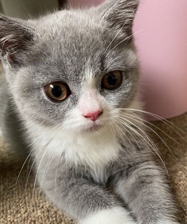 生後3カ月頃のブリティッシュショートヘア