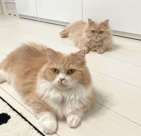 飼い主さんが「寝るよー」と言うのを待つ、美優ちゃんと美愛ちゃん
