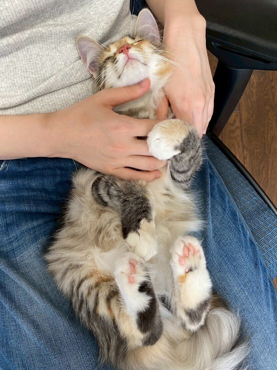 撫でられている生後4カ月のノルウェージャンフォレストキャット