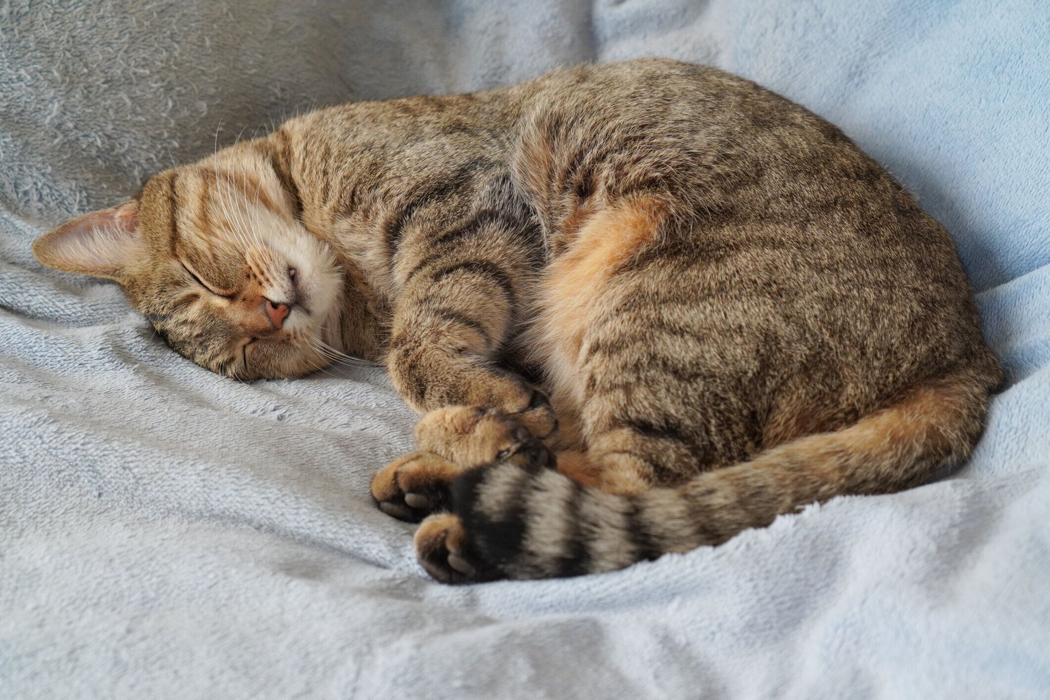 丸まって眠る猫