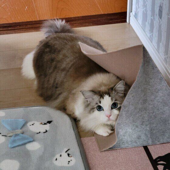 ラグドールのミーちゃん