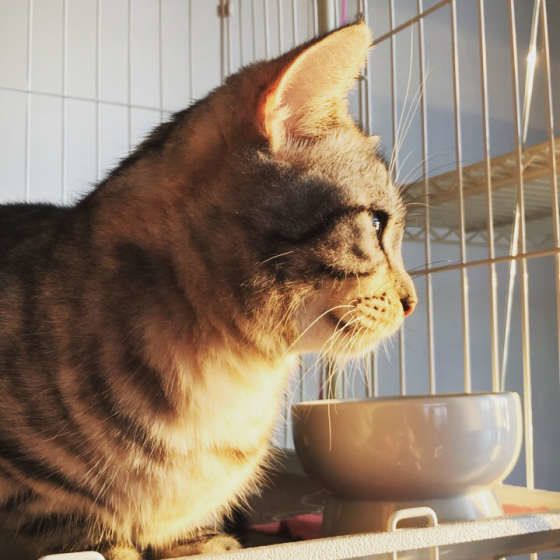 朝ごはんを待っている（アメリカンショートヘア）