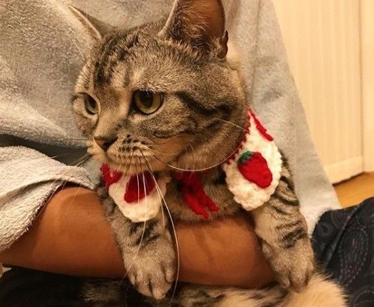 可愛いケープをつけたアメリカンショートヘア