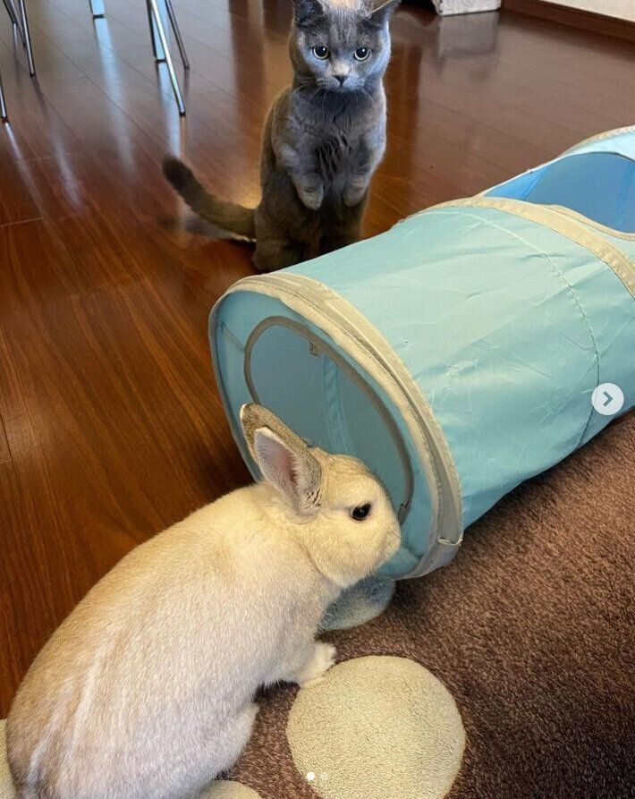 トンネルを取り合う2匹