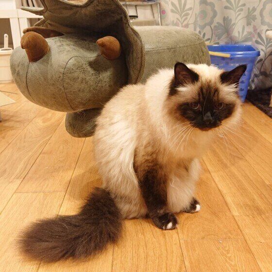 見つめるバーマン