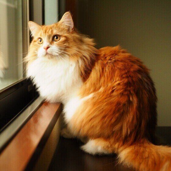 マンチカンのカノンちゃん