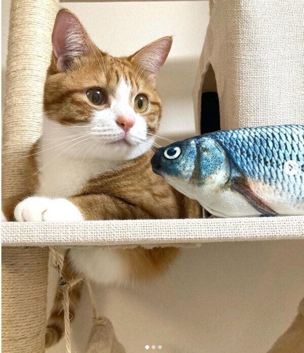 くつろぐいなりくん