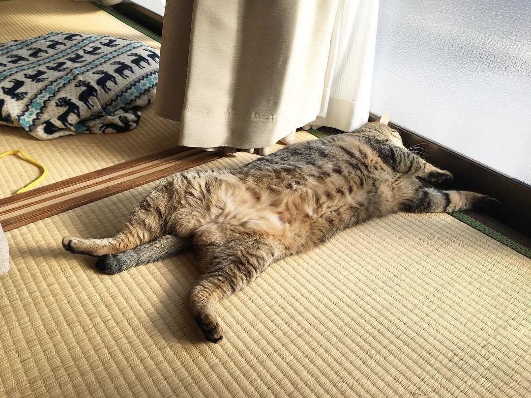 まっすぐ寝をするこんぶくん