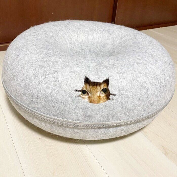 猫の巣から顔を覗かせるネイ治郎くん