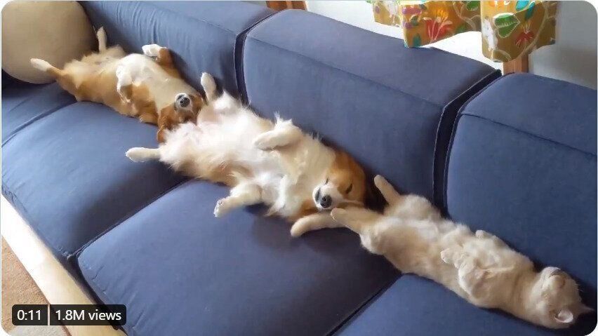 4人掛けのソファーで寝る犬と猫（コーギー／オス&メス、マンチカン／メス）