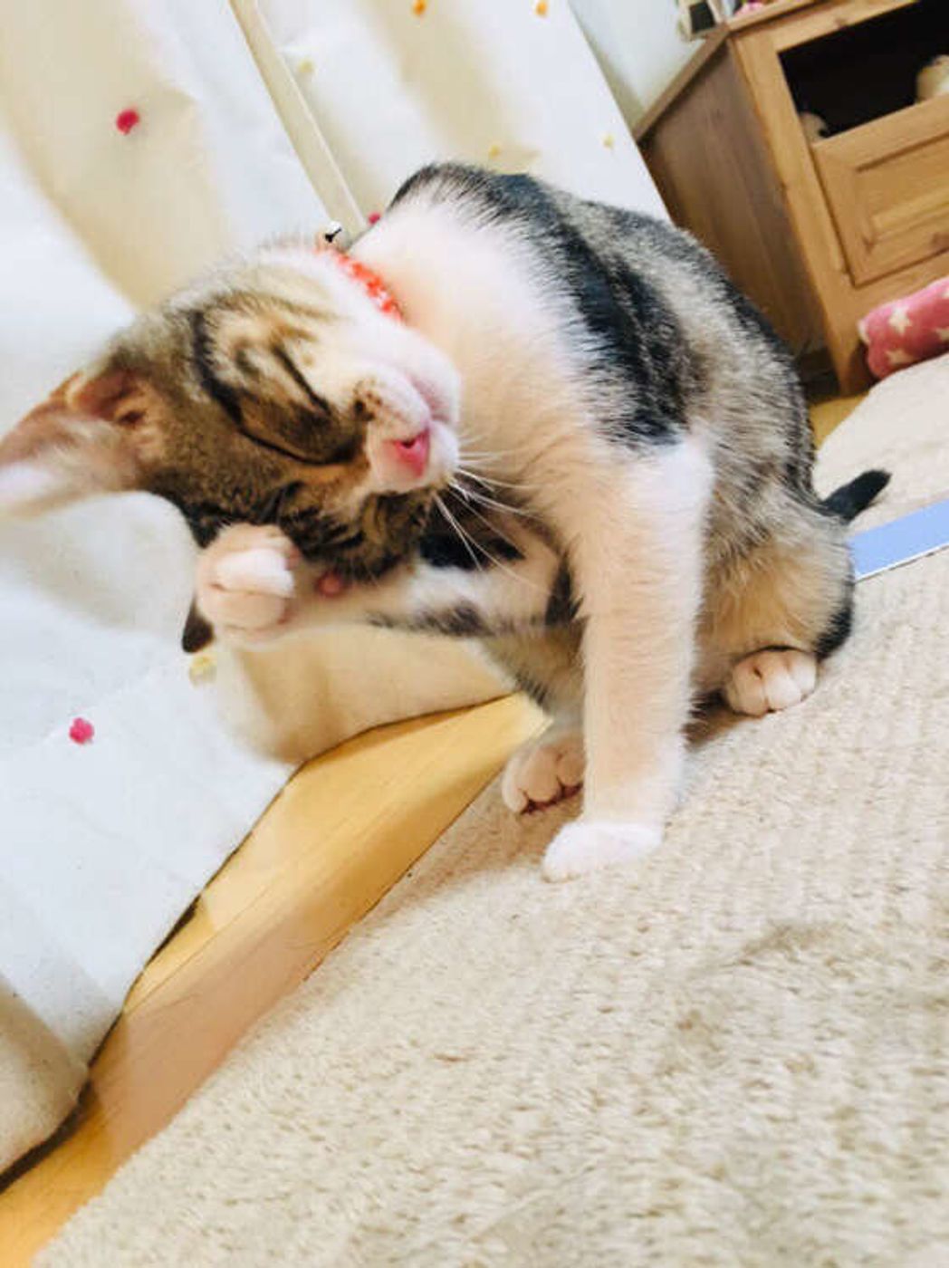 猫の まんぷく は人の 満腹 とは違う 猫の食事情 ねこのきもちweb Magazine 猫の まんぷく は人の 満腹 とは違う 猫の食事情 ねこのきもちweb Magazine